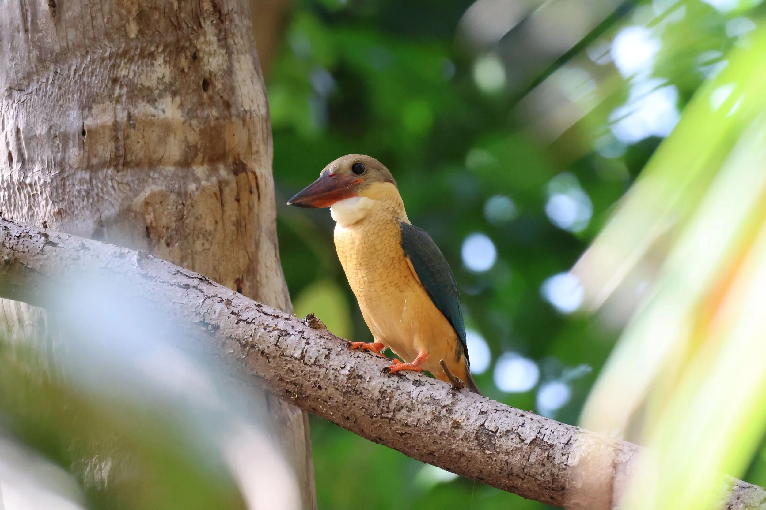 A yellow bird perched in the trees on Tanah Mympi's island.