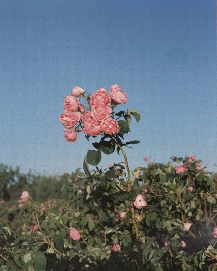 We&rsquo;re planning to grow the most beautiful rose varieties on our flower farm - sharing roses with you that you wouldn&rsquo;t usually find grown commercially. Alongside our hydroponic roses, we&rsquo;re make planting some classic old varieties, 