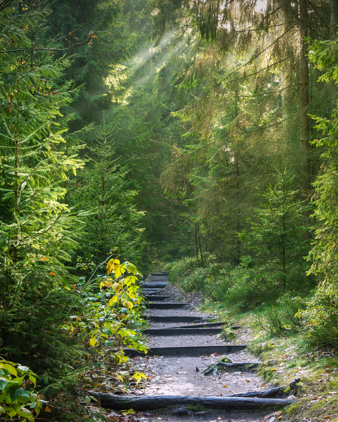 Sentier forestier ressourçant et apaisant