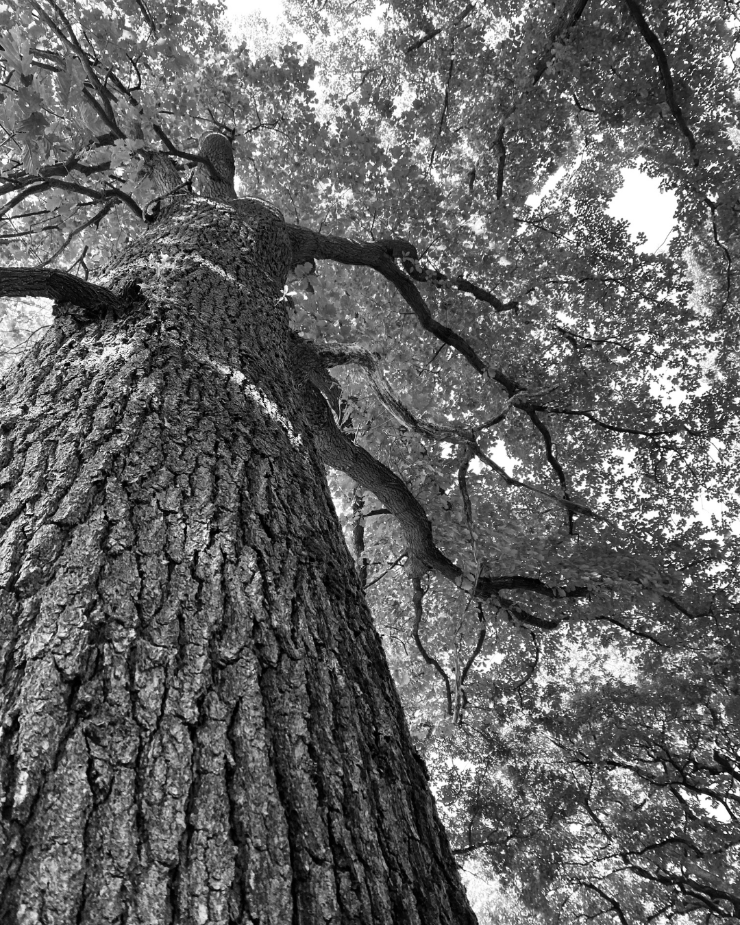 Chêne fort et mature qui surmonte les obstacles