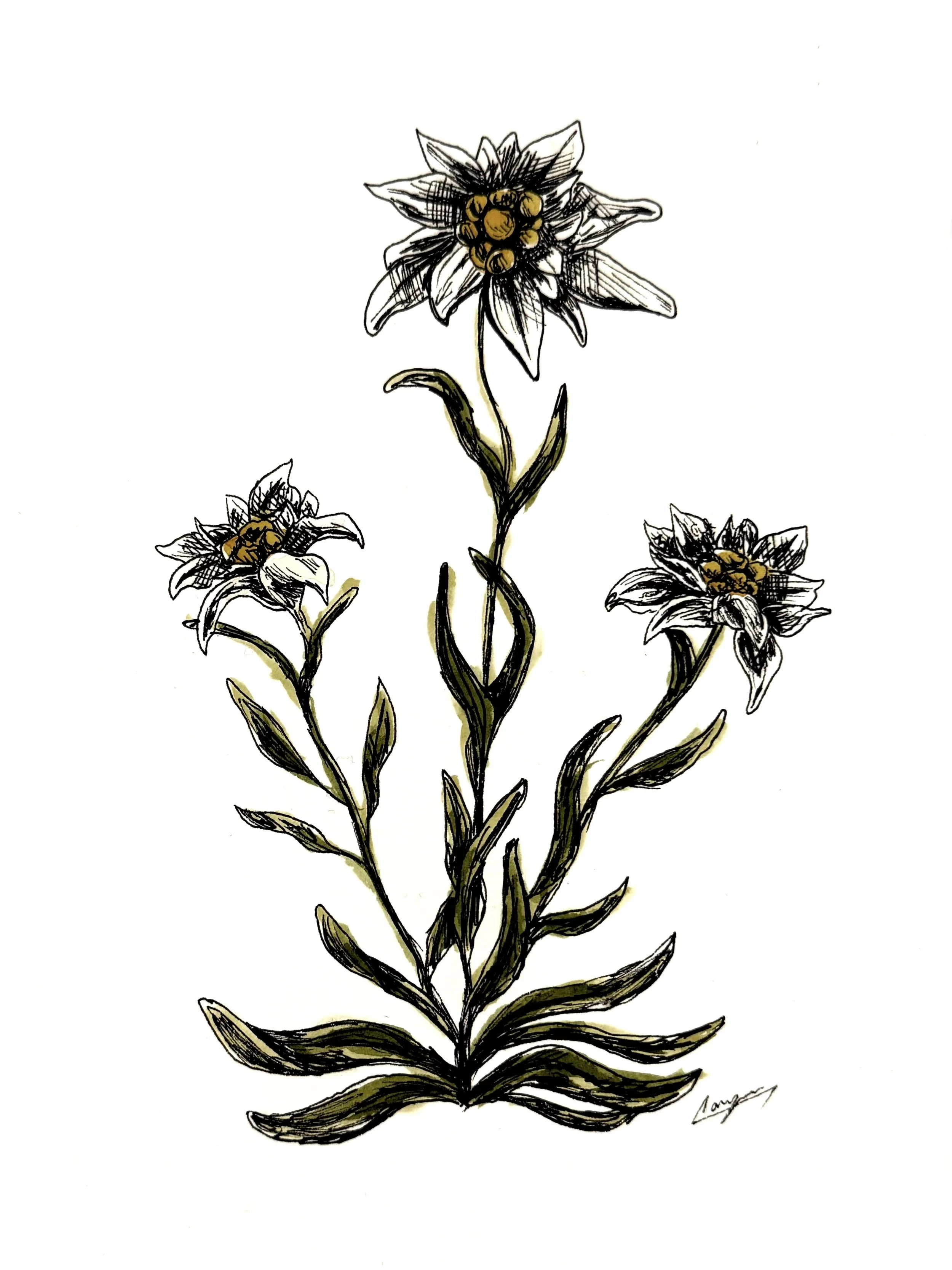 A black and white illustration of a plant with three flowers, each with pointed petals and yellow centers, and elongated leaves along the stem.