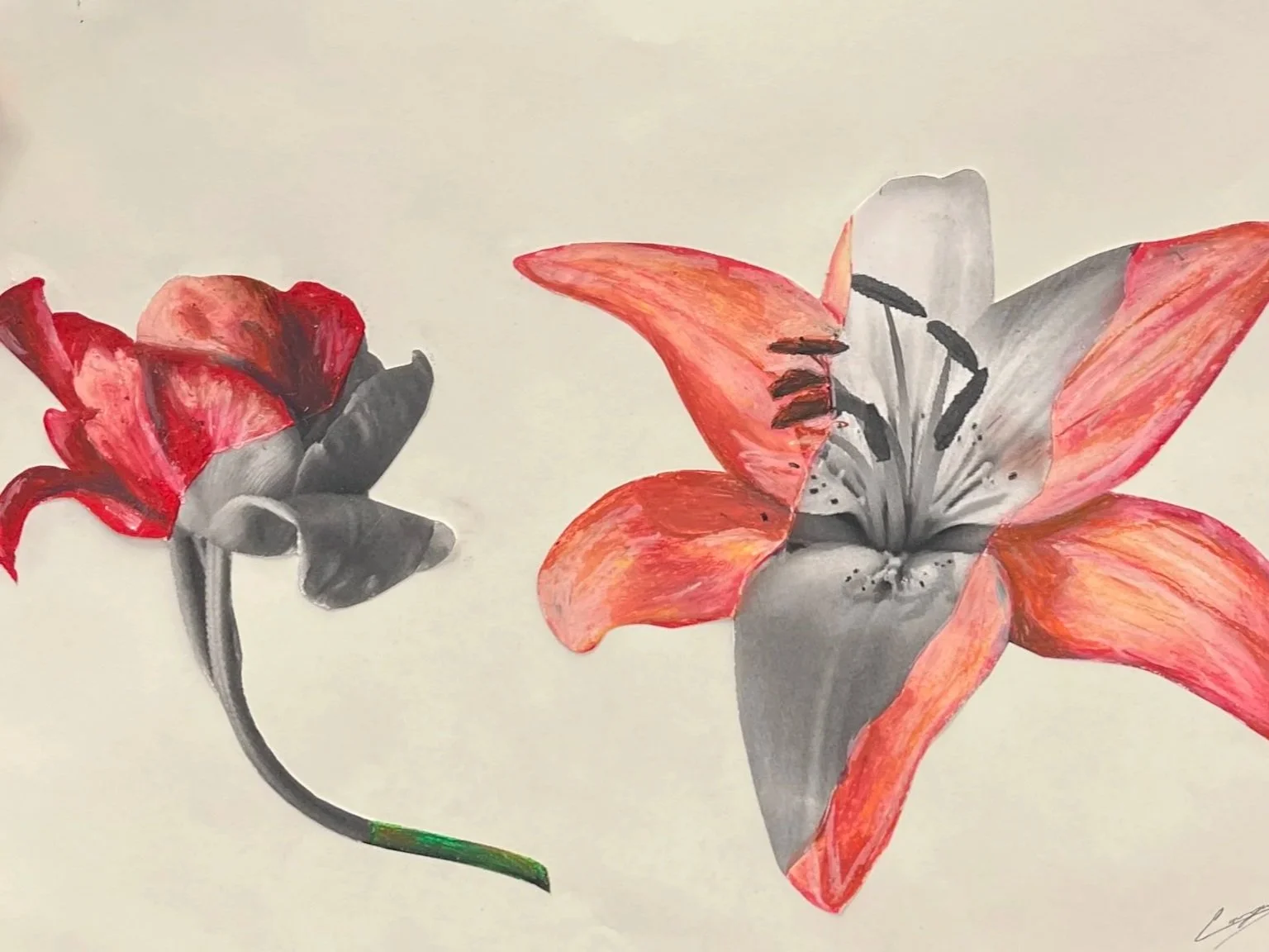 A botanical illustration featuring a red rose on the left and a multicolored lily on the right against a light cream background.