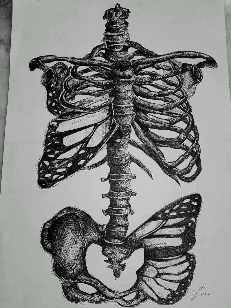 Black and white detailed drawing of a butterfly with a human spine and ribs integrated into its structure.