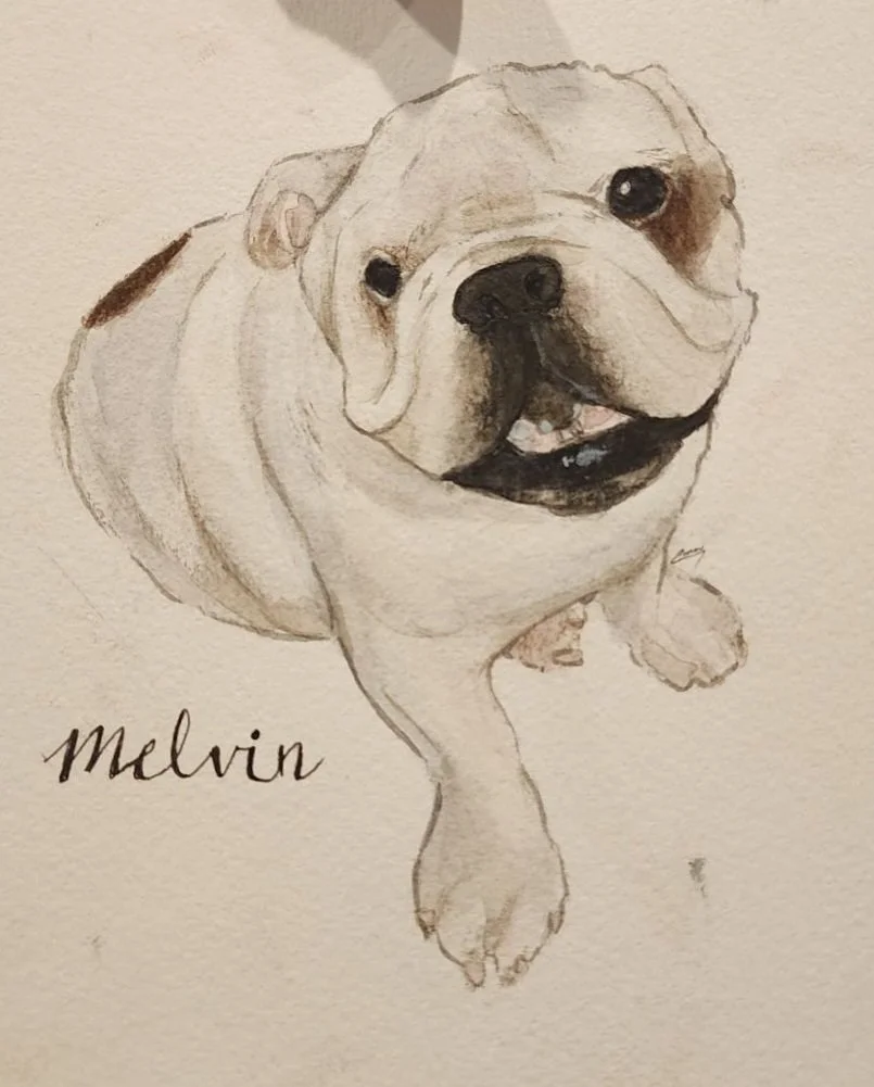 Drawing of a bulldog puppy with the name Melvin written below.