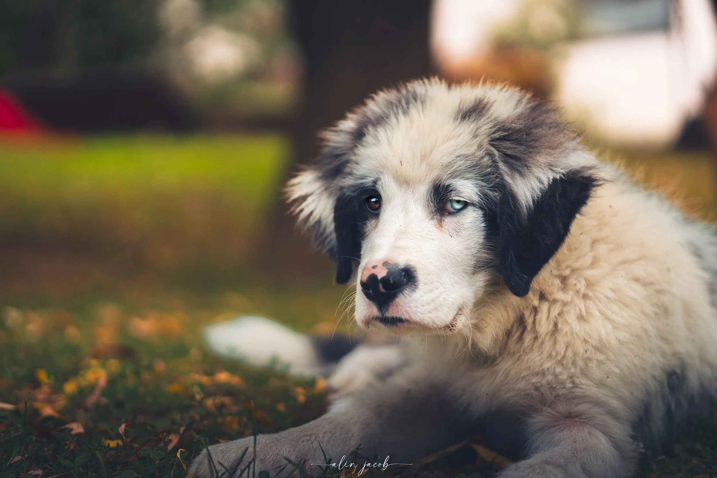 Animals