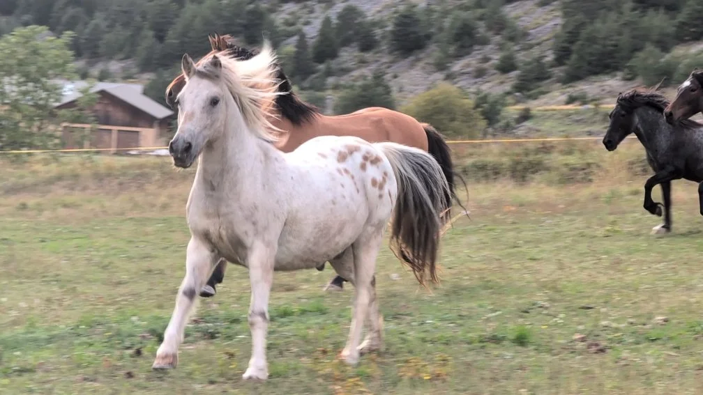 Trois chevaux courant dans un champ avec une maison en bois et des collines en arrière-plan.