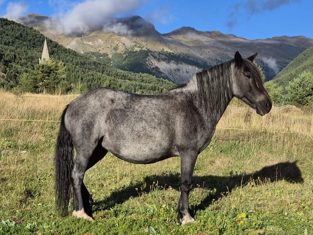 Un cheval gris dans un champ verdoyant avec des montagnes en arrière-plan, un ciel bleu et quelques nuages.