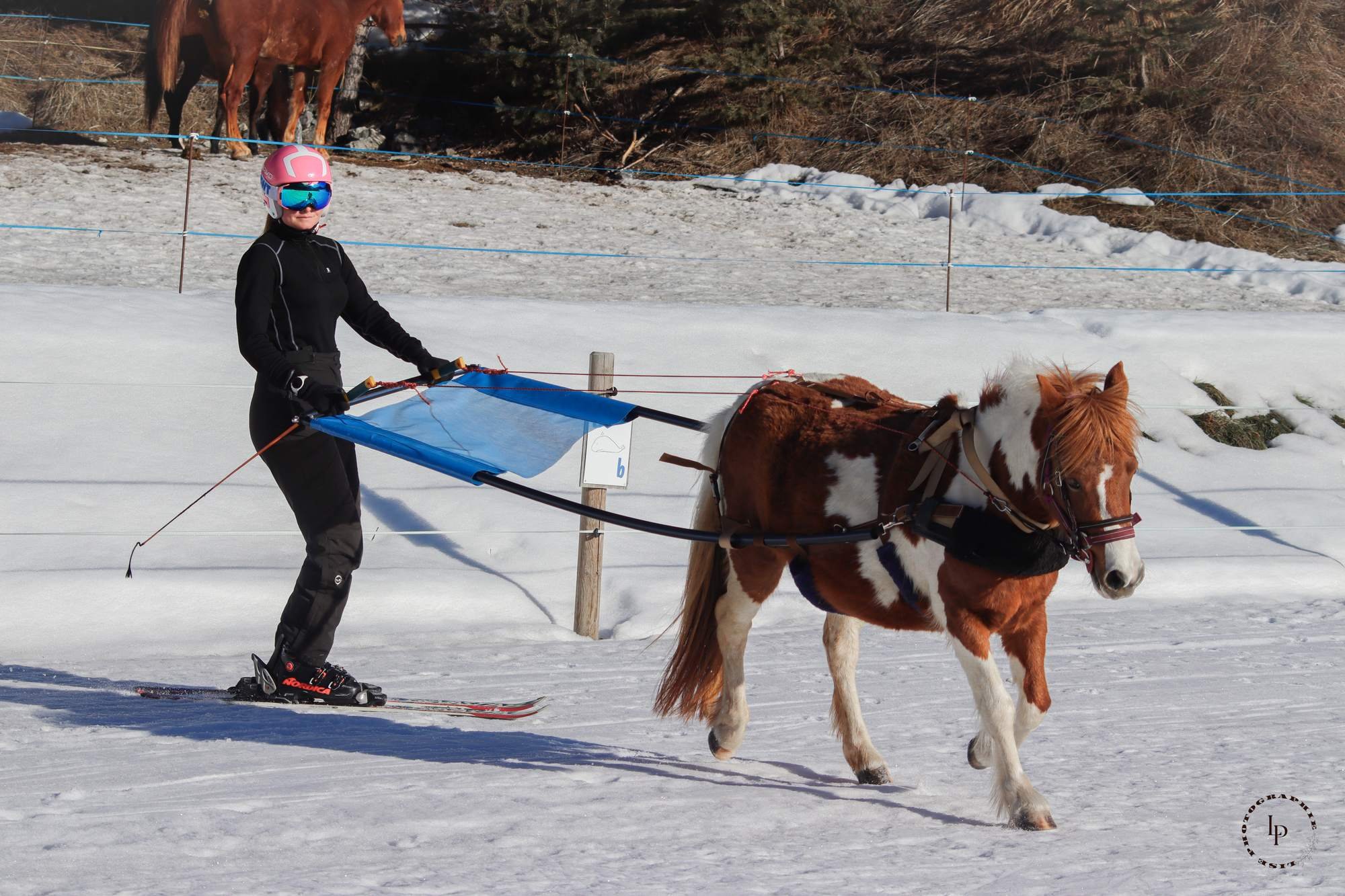 Personne en ski de fond tirant un cheval avec une petite voile sur la neige. En arrière-plan, un cheval broutant derrière une clôture et un terrain enneigé avec quelques arbres.