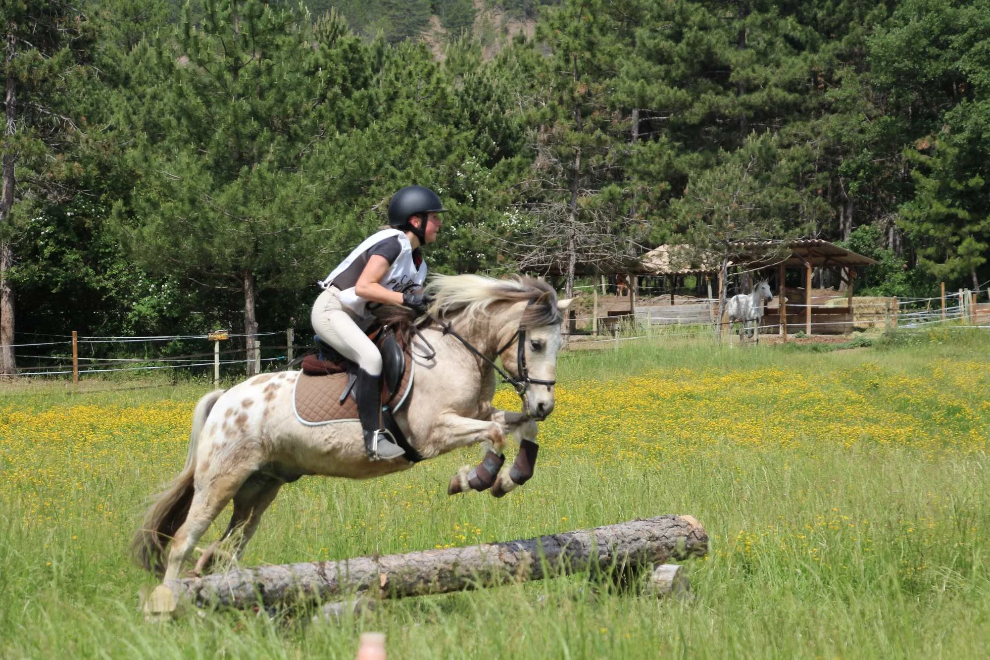 Une personne à cheval portant un casque noir, chevauchant un cheval gris tacheté dans un champ verdoyant avec des fleurs jaunes, entouré d'arbres et de structures en bois.