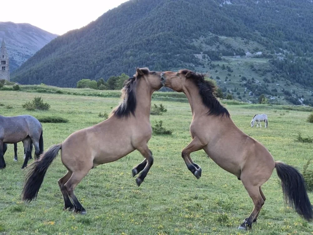 Deux chevaux sauvages se battent ou jouent dans une prairie verdoyante entourée de montagnes.