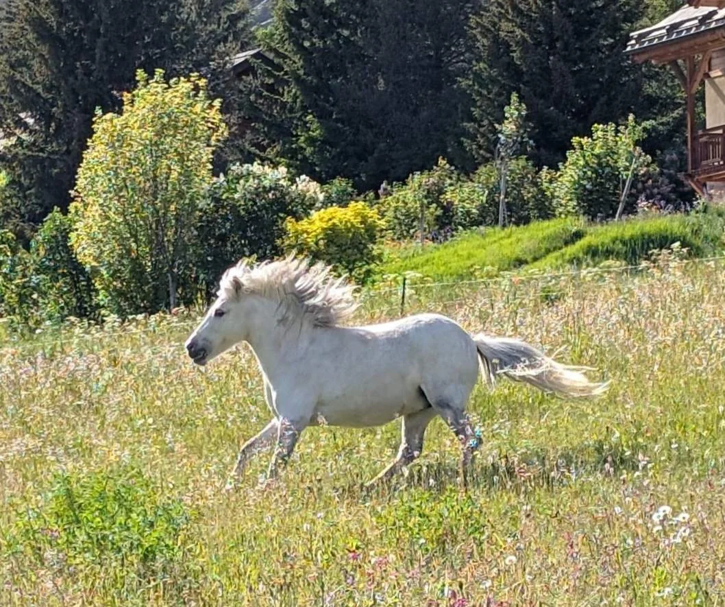 Un cheval blanc courant dans un champ avec des arbres et un bâtiment en arrière-plan.