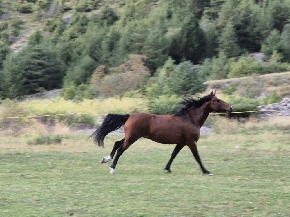 Un cheval brun qui court dans un champ vert avec des arbres en arrière-plan.