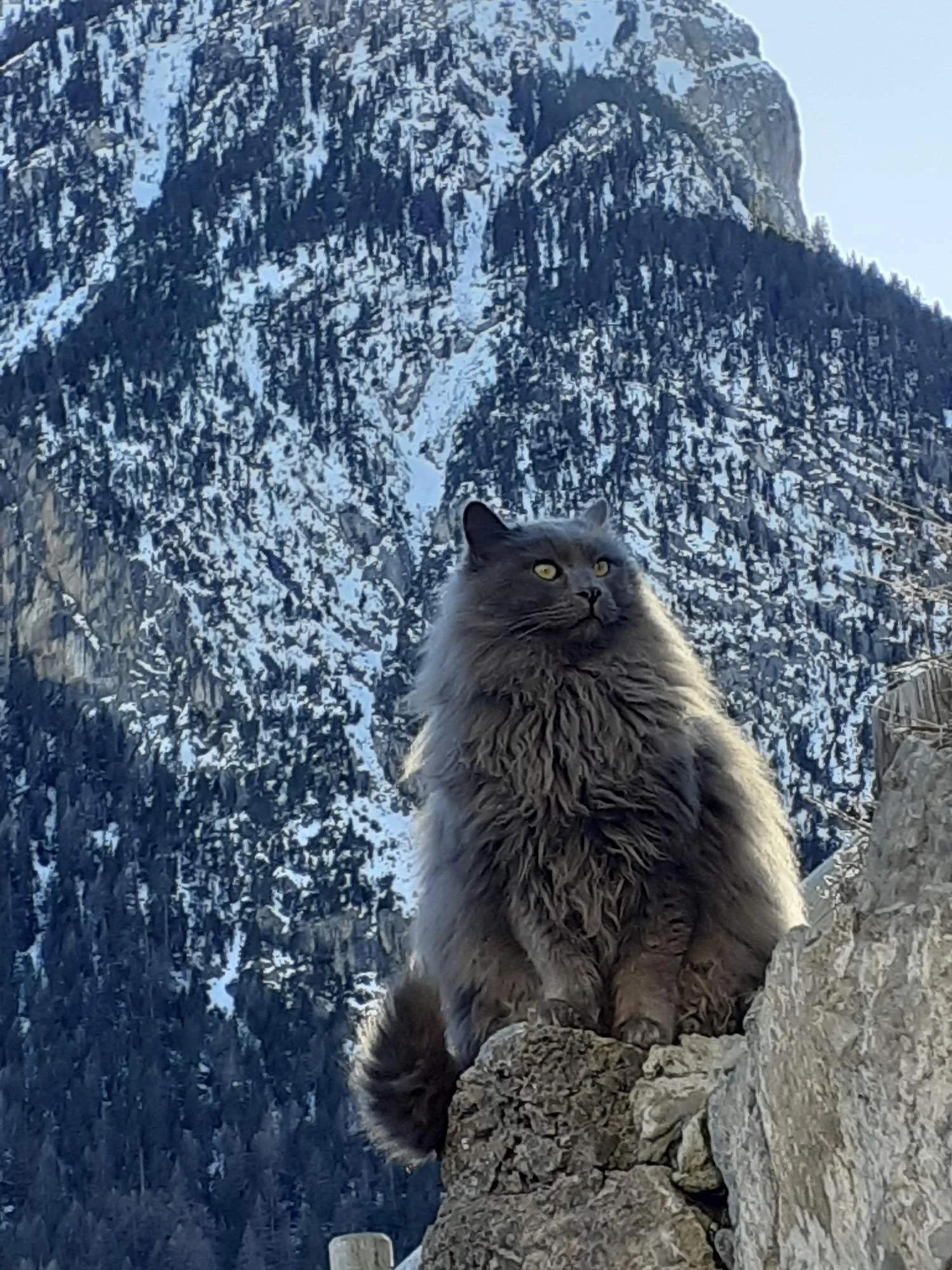 Un gros chat gris assis sur un rocher avec une chaîne de montagnes enneigée en arrière-plan.