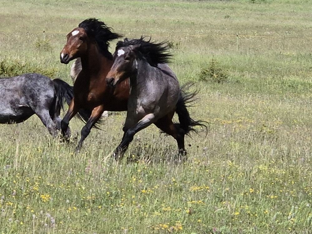 Trois chevaux courent dans un champ vert avec des fleurs