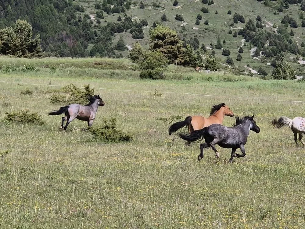 Groupe de chevaux courant dans un champ verdoyant avec des collines en arrière-plan.