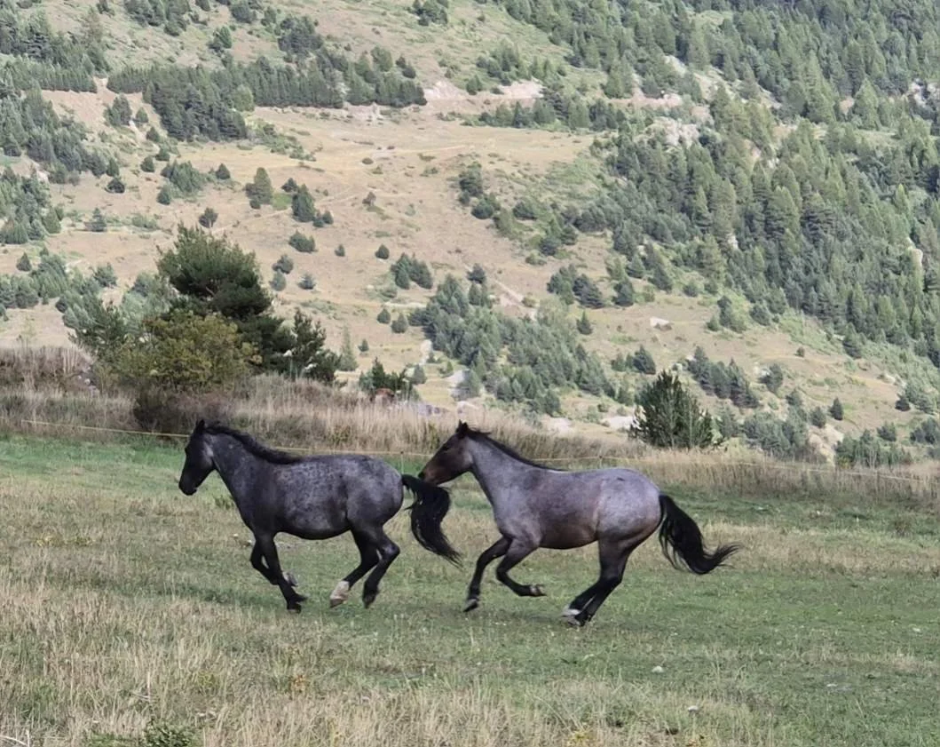 Deux chevaux gris noirs qui jouent dans un champ avec une forêt et des collines en arrière-plan.