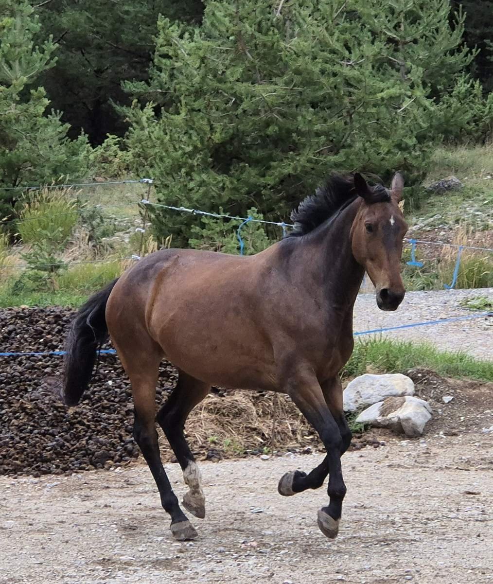 Un cheval brun avec une tache blanche sur le front court dans un environnement naturel avec des arbres et des rochers.
