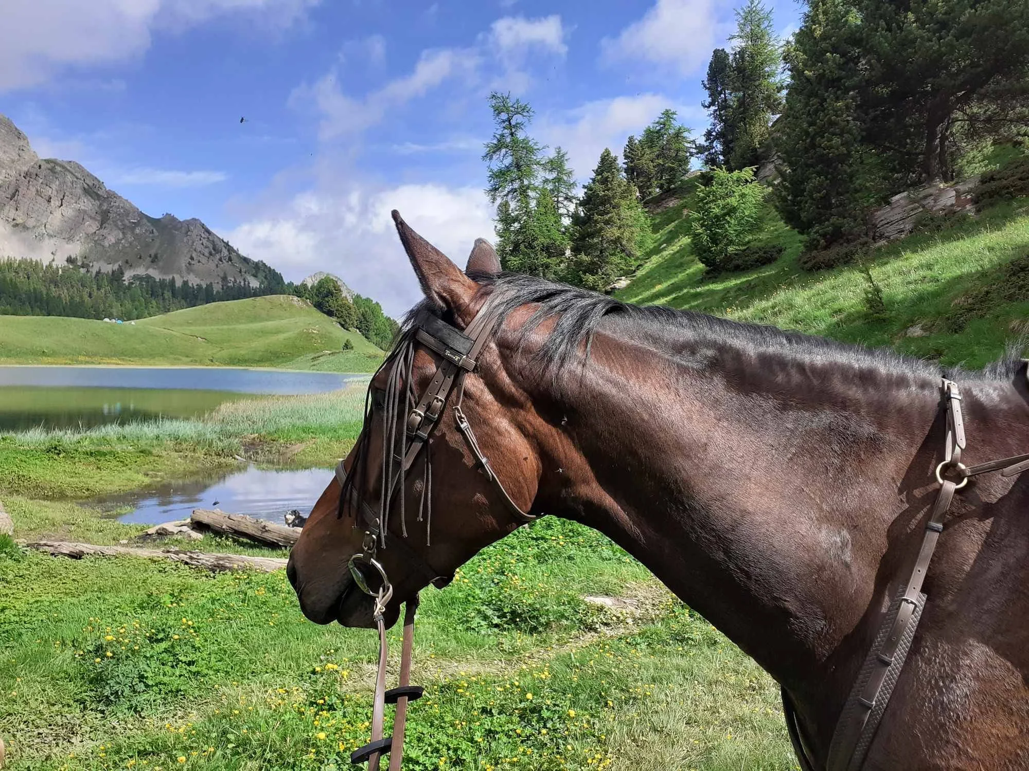 Un cheval brun porte un harnais dans un paysage naturel avec des montagnes, des arbres et un lac.
