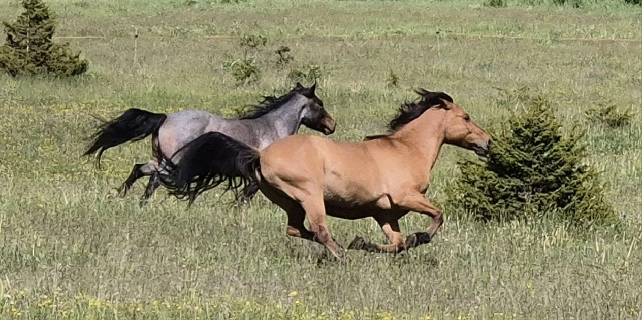 Deux chevaux noirs et un cheval brun courant dans un champ vert avec des buissons.