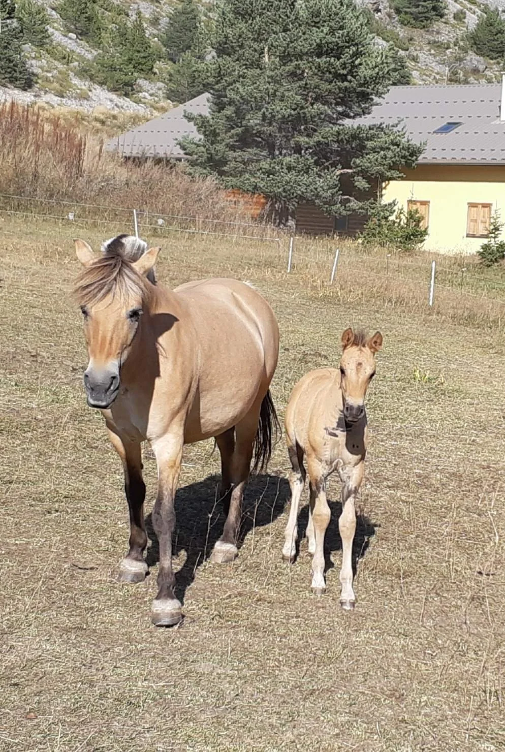 Deux chevaux, un adulte et un poulain, dans un champ avec des arbres en arrière-plan.