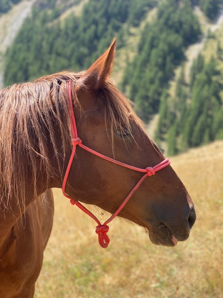 Un cheval brun avec une bride rose, se tenant dans un champ avec une forêt en arrière-plan.