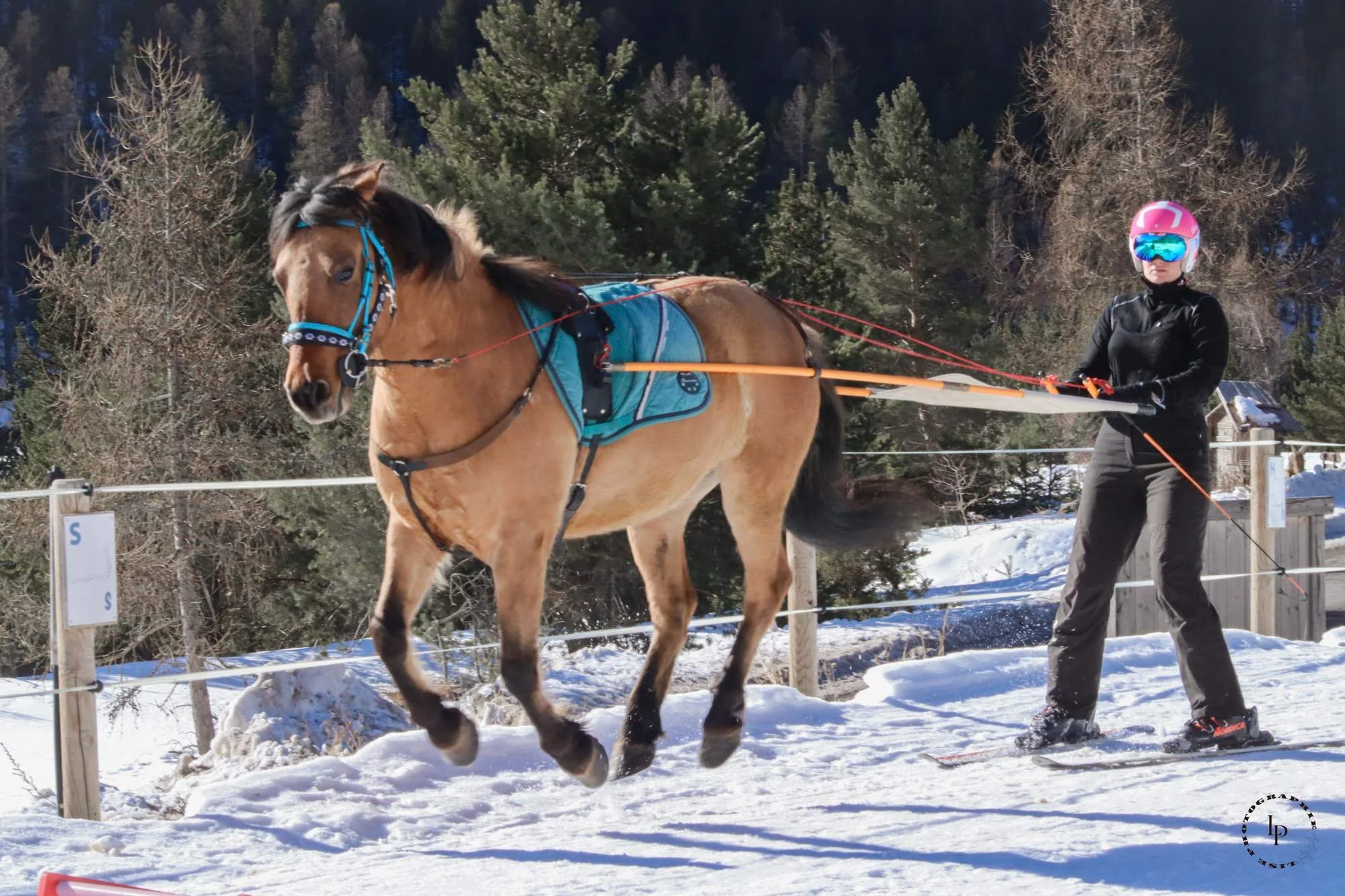 Une femme portant un casque de ski, des lunettes de ski noires, et une veste noire, tenant des rênes guide un cheval lors d'une séance de ski joëring dans un paysage enneigé avec des arbres et des montagnes en arrière-plan.