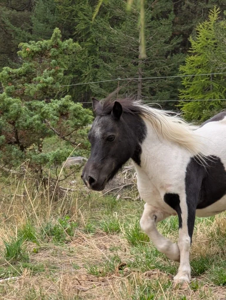 Un poney noir et blanc dans une forêt avec des arbres verts et de l'herbe au sol.