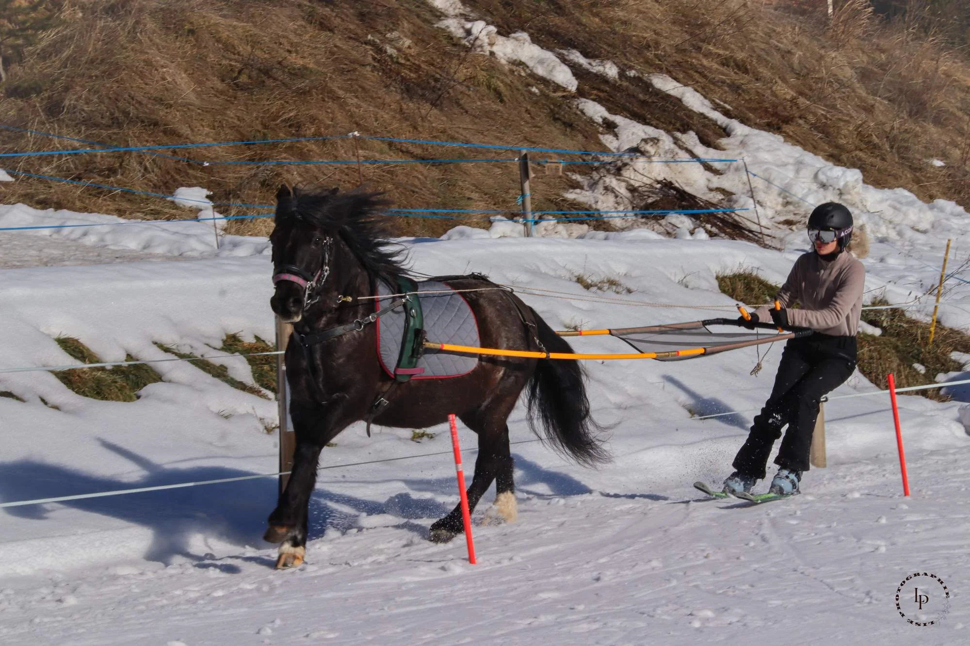 Une personne portant un casque et des lunettes guide un cheval lors d'une séance de ski attelé dans la neige, avec un fond de montagnes avec des traces de neige et de terre.