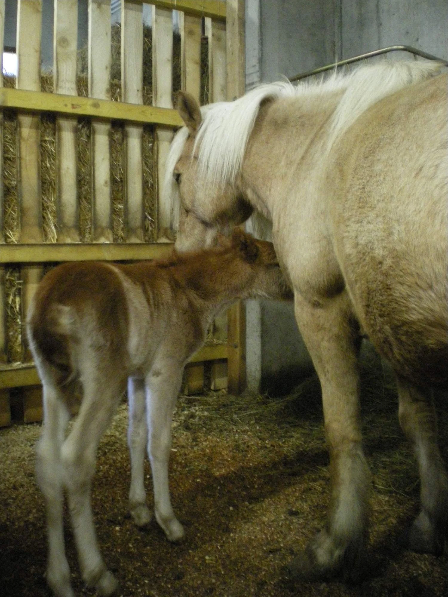 Deux chevaux, un blanc et un brun, dans un box de ferme, se touchant et semblant se donner un câlin.