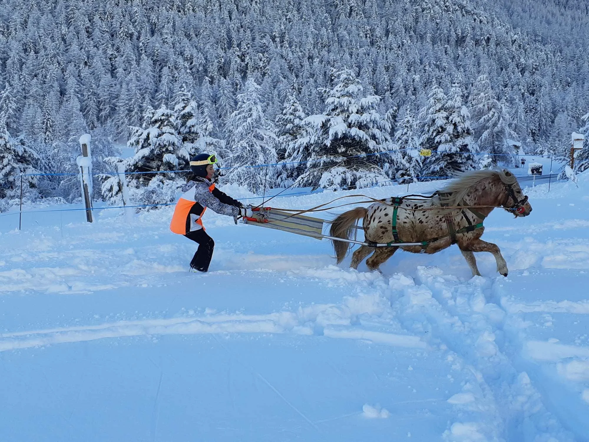 Une personne en tenue d'hiver en train de faire du ski de fond avec un chien dans un paysage enneigé avec des arbres couverts de neige