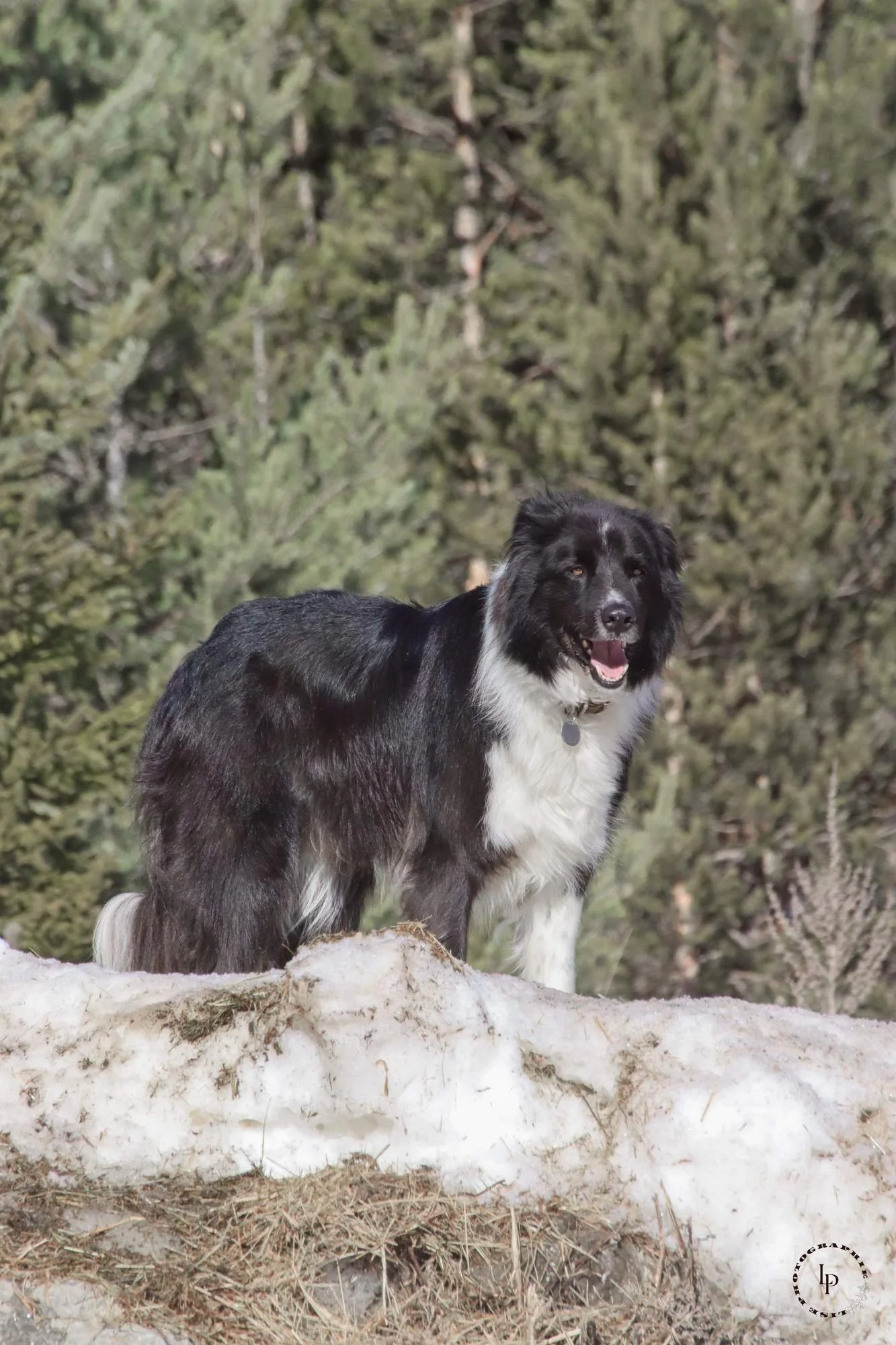 Un chien noir et blanc debout sur de la neige à l'extérieur, avec des arbres en arrière-plan.