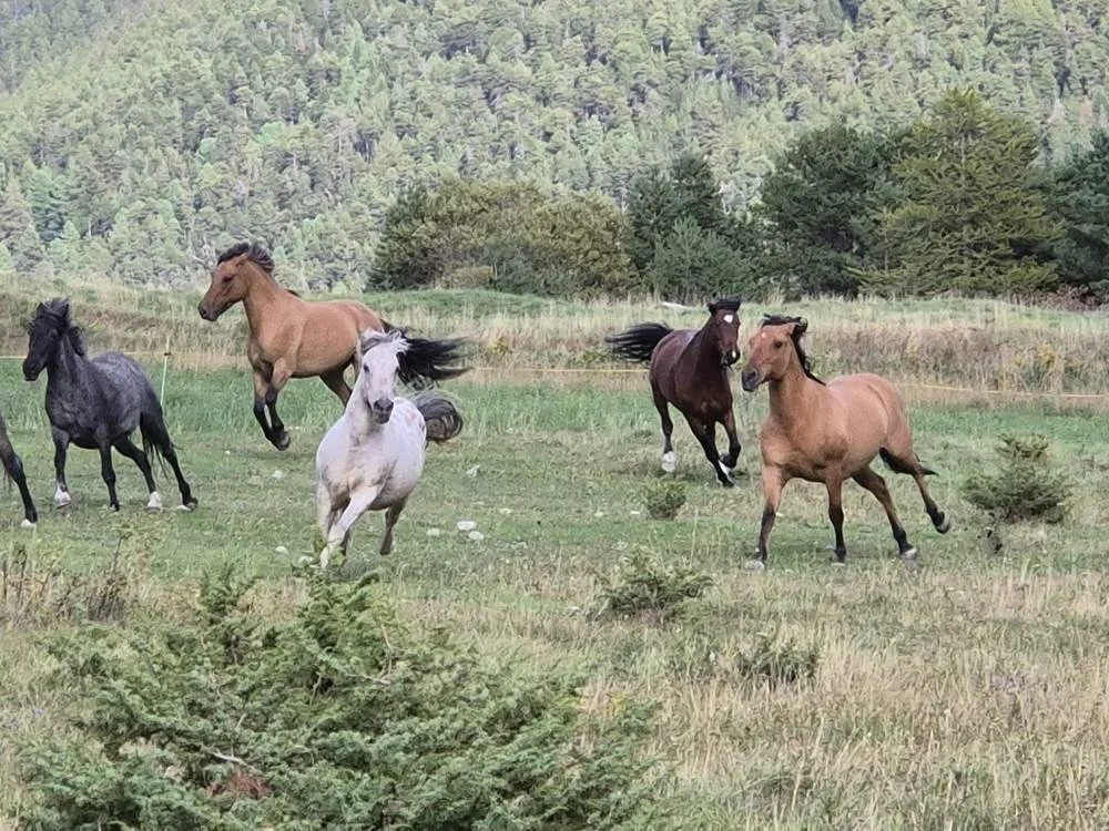 Group of six horses running in a green field with trees and hills in the background.