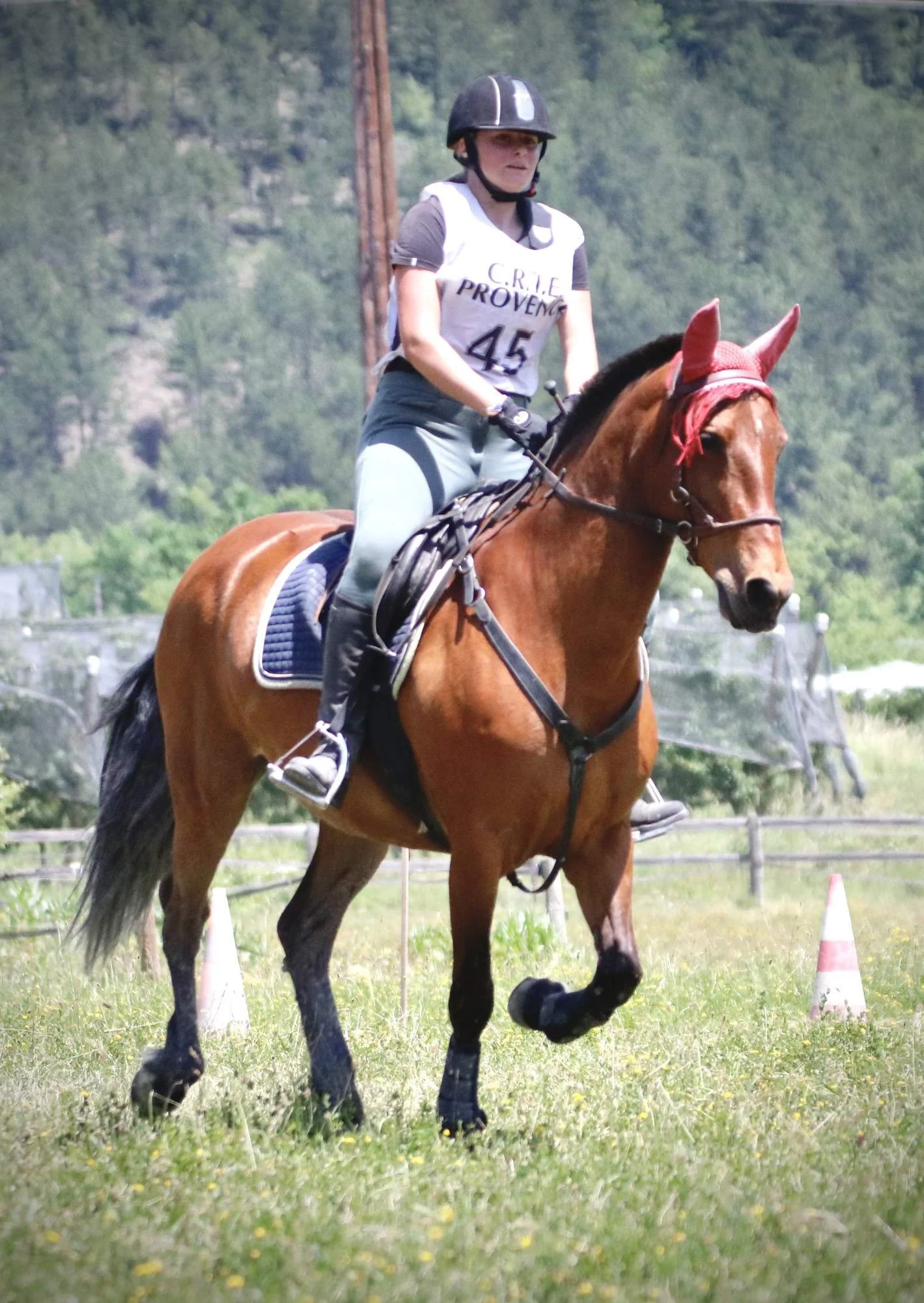 Une cavalière en compétition d'équitation, portant un casque noir, une chemise grise, un gilet avec le texte "C.R.L.E PROVENCE" et le numéro 45, monte un cheval marron avec un couvre-oreille rouge dans un paddock vert, avec des arbres en arrière-plan