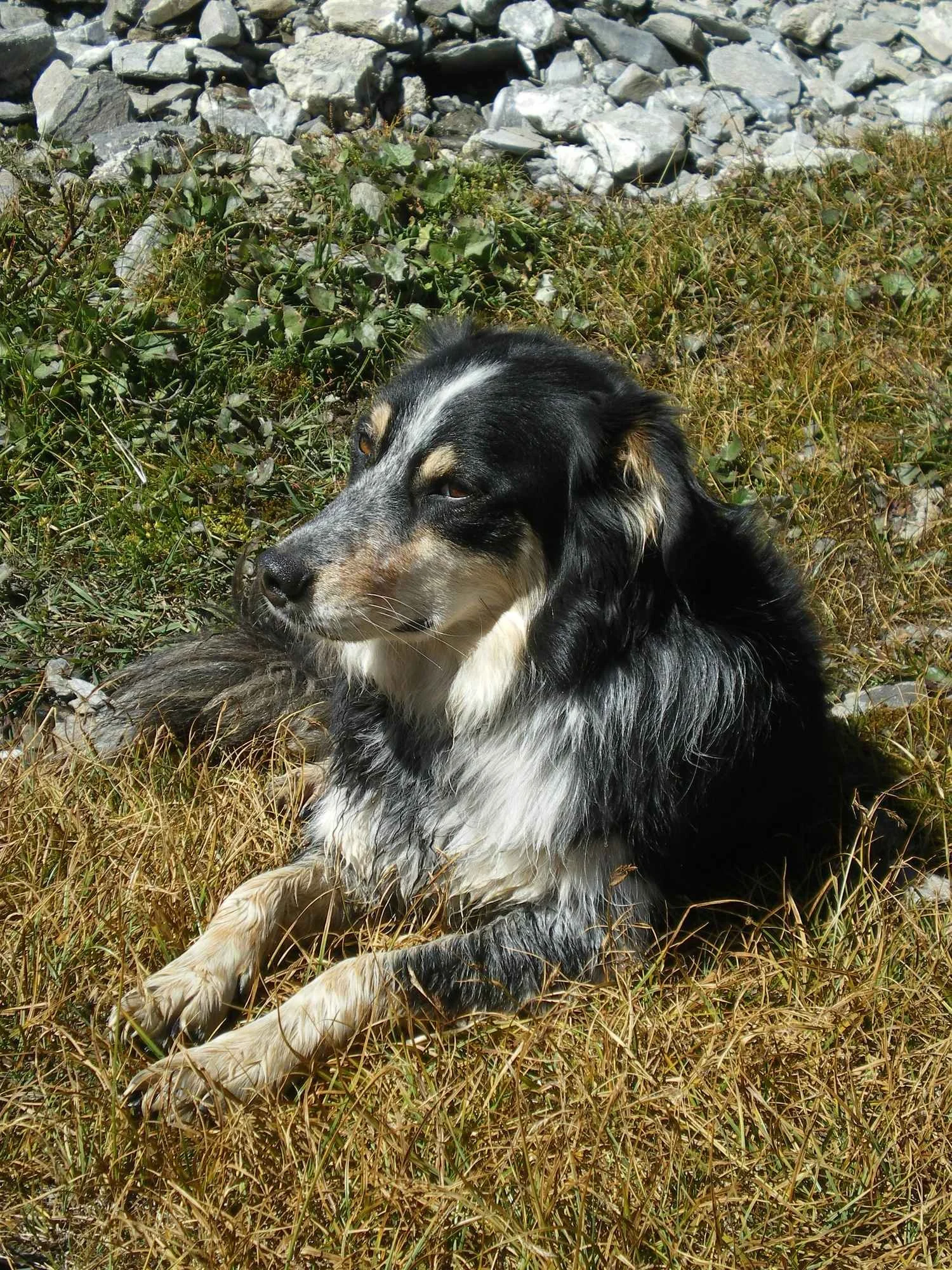 Un chien noir et blanc, probablement un border collie, allongé dans des herbes sèches à proximité de cailloux.