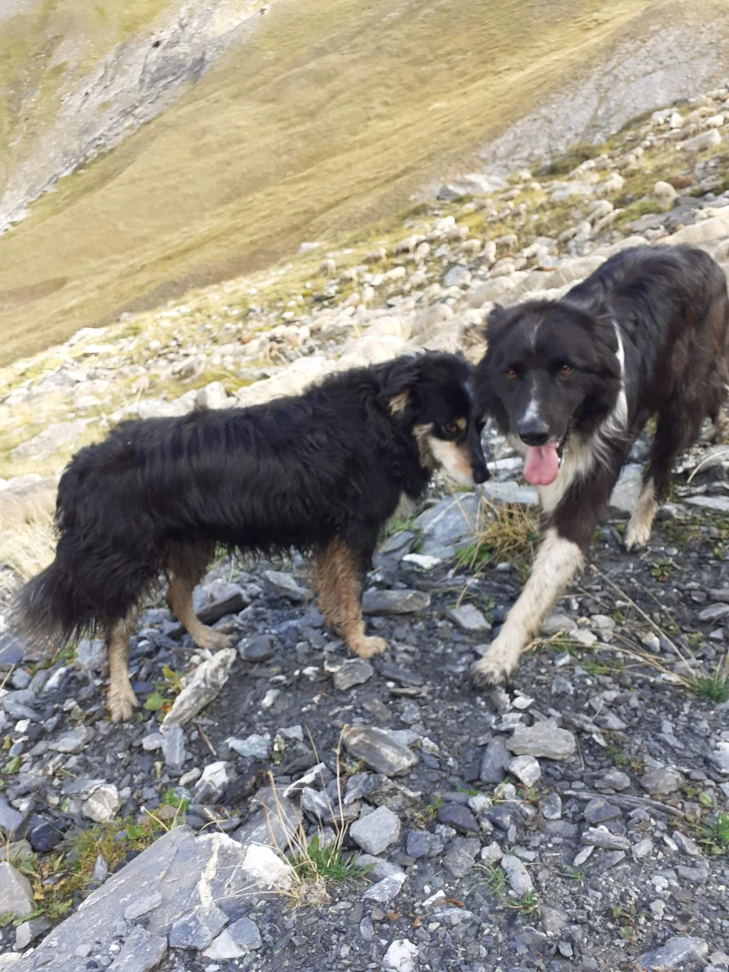 Deux chiens de race Border Collie dans un environnement rocheux en plein air.