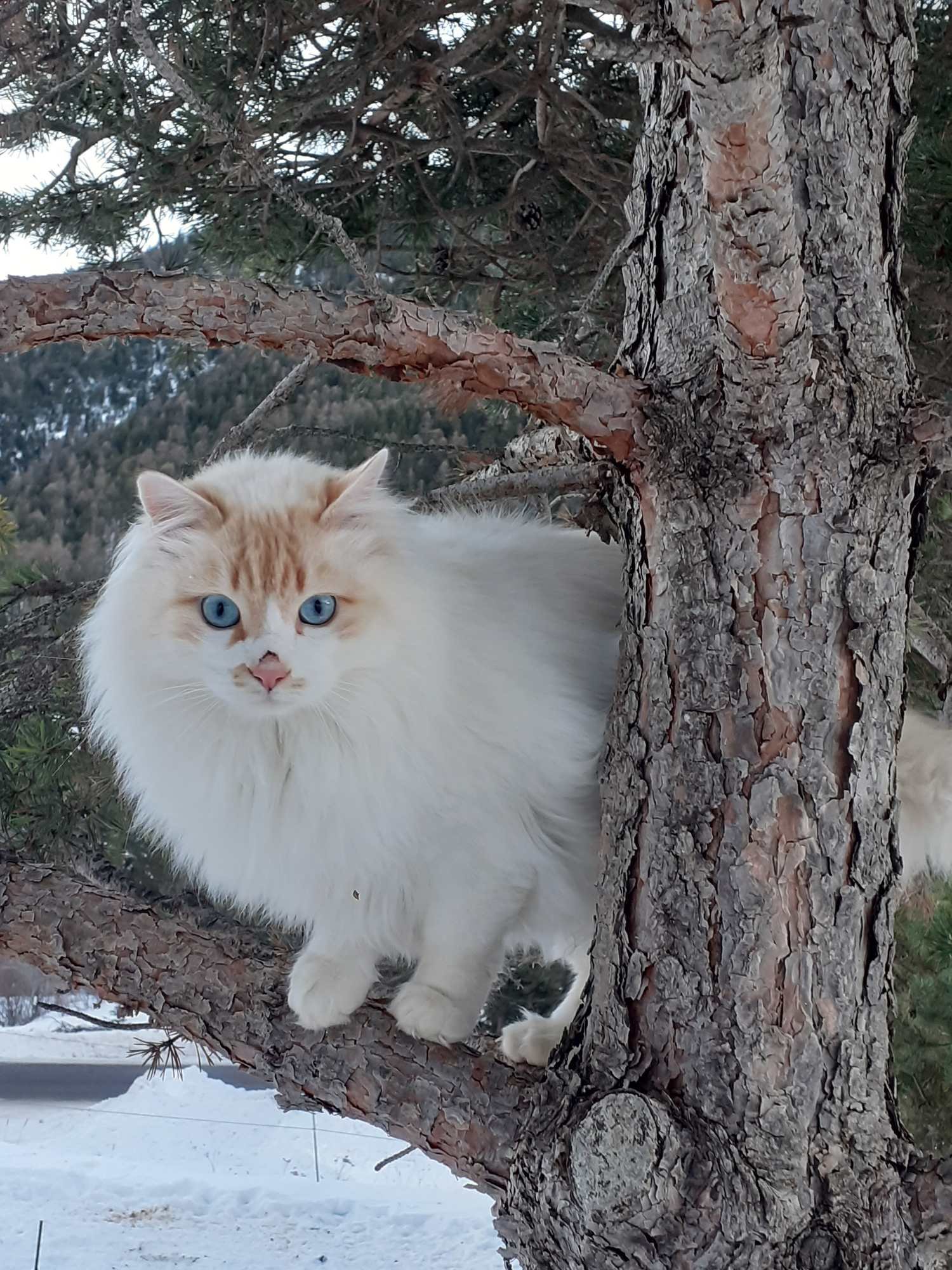 Un chat blanc aux yeux bleus clair perché sur un arbre, avec de la neige au sol en arrière-plan.