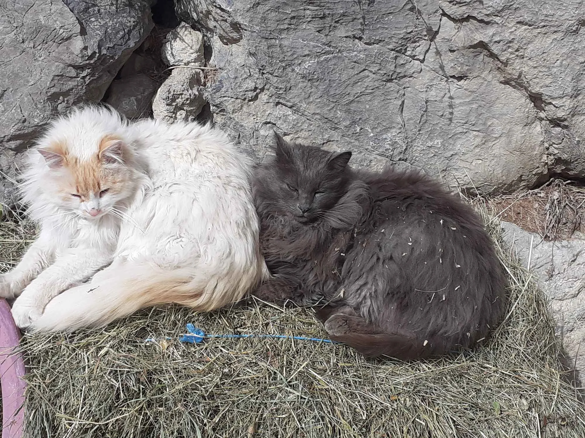 Deux chats, un chat crème et un chat gris, allongés sur la terre sèche devant une roche.