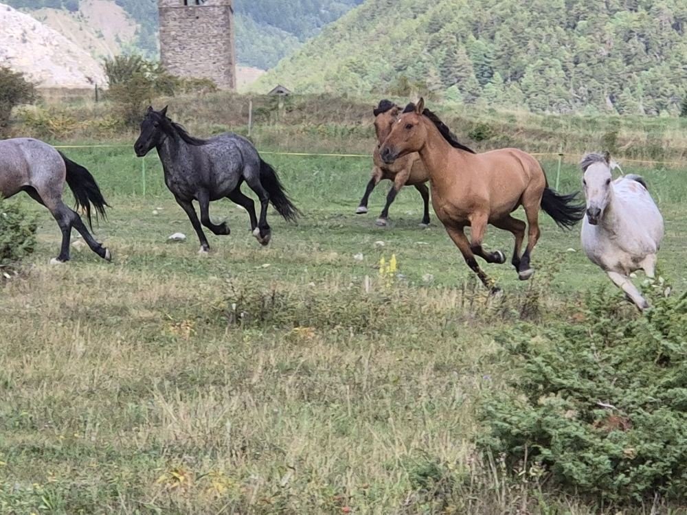 Plusieurs chevaux courent dans un champ vert avec des montagnes en arrière-plan.