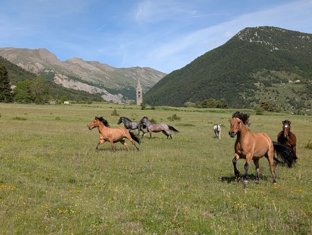 Des chevaux galopent dans un champ verdoyant entouré de montagnes, avec une tour ancienne au fond.