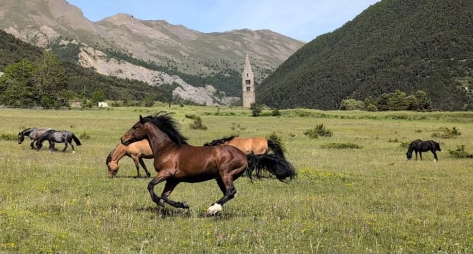 Des chevaux courant dans un champ verdoyant avec une montagne et un clocher en pierre au fond.