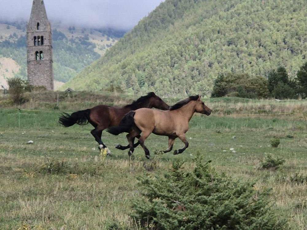Deux chevaux courant dans un champ ouvert avec des collines verdoyantes en arrière-plan et un ancien clocher en pierre dans le fond.