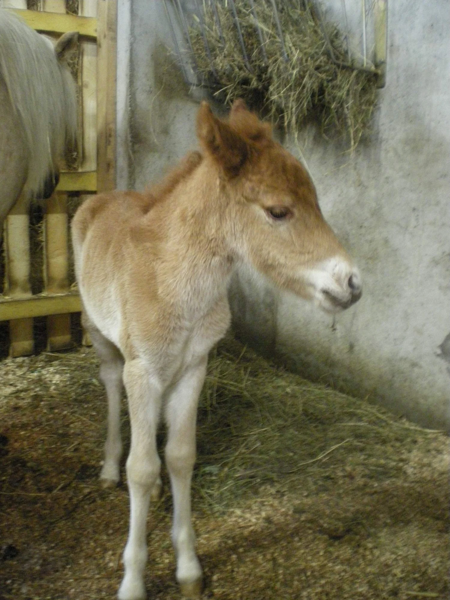 Jeune cheval au centre, dans un espace de ferme avec foin au sol et cage à foin en arrière-plan.