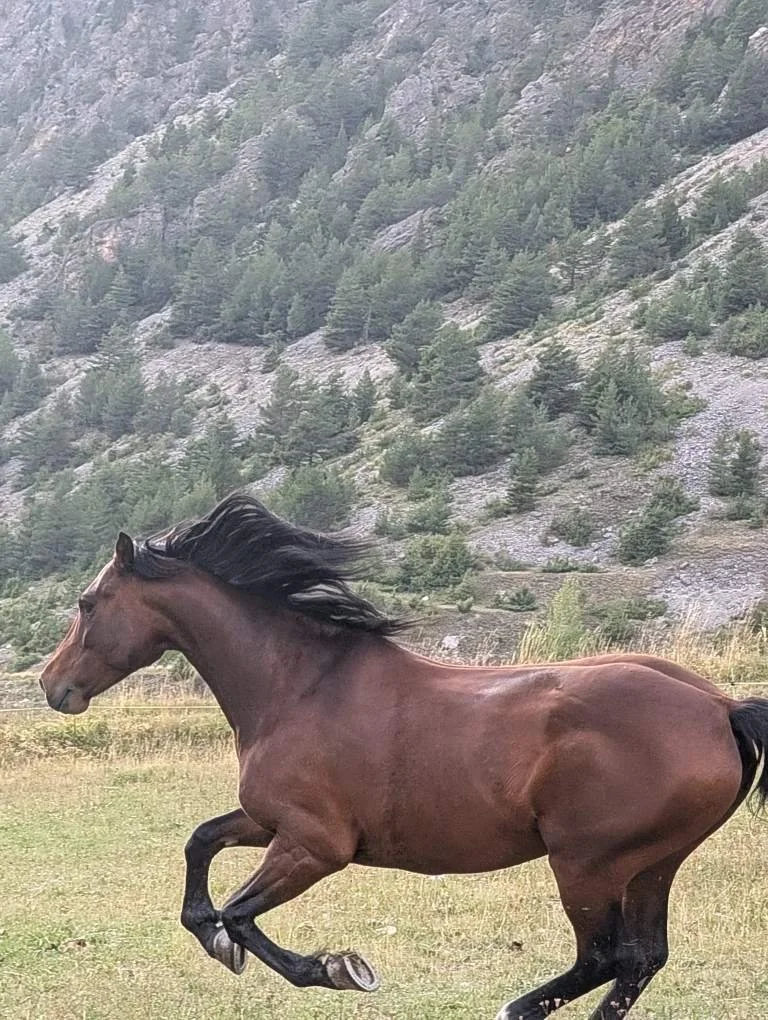 Un cheval marron courre dans un pré avec une montagne et des arbres en arrière-plan.