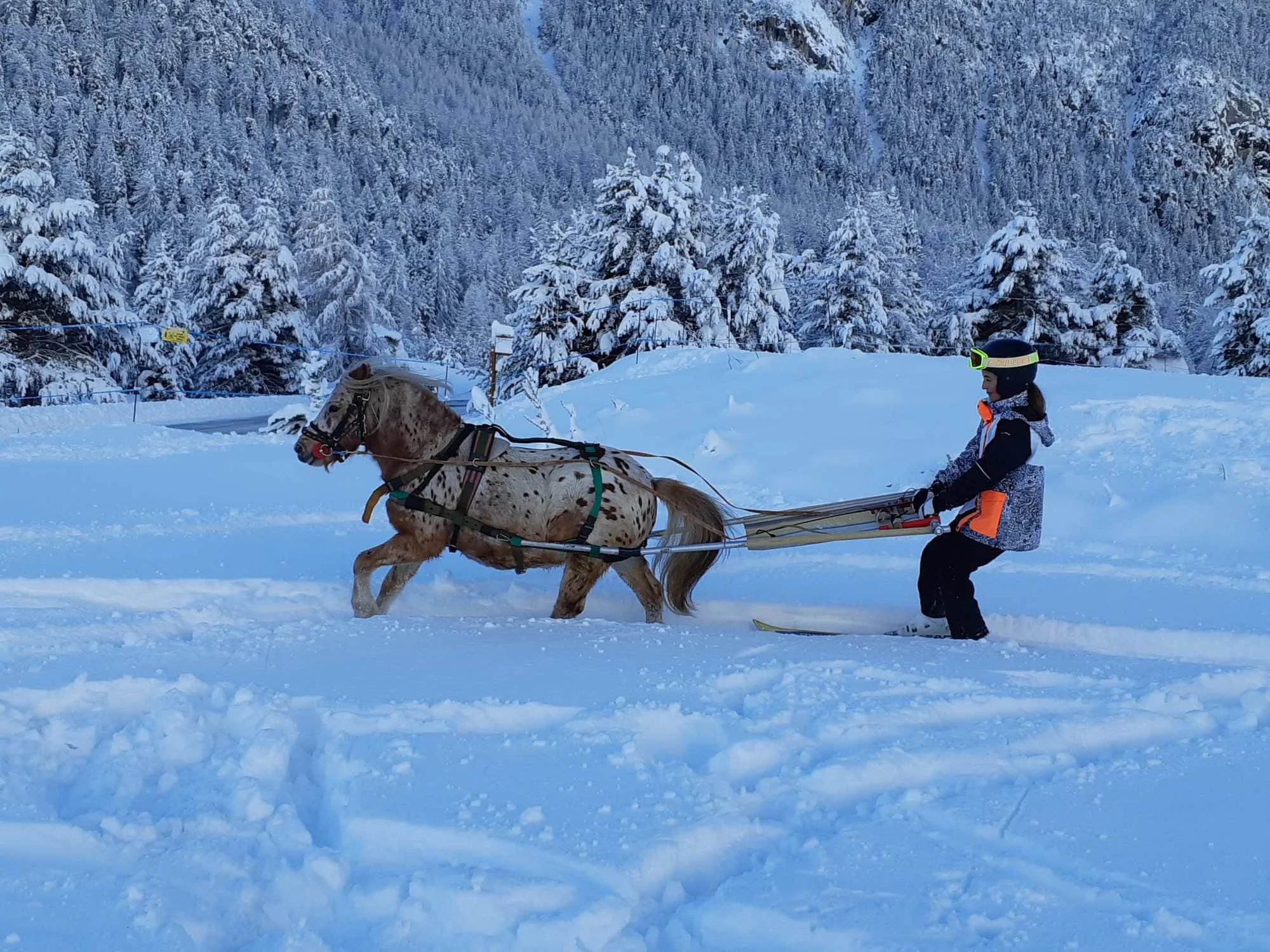 Une femme en tenue de ski, portant un casque et des lunettes de ski, conduisant un traîneau à cheval dans un paysage enneigé avec des arbres recouverts de neige et des montagnes en arrière-plan.