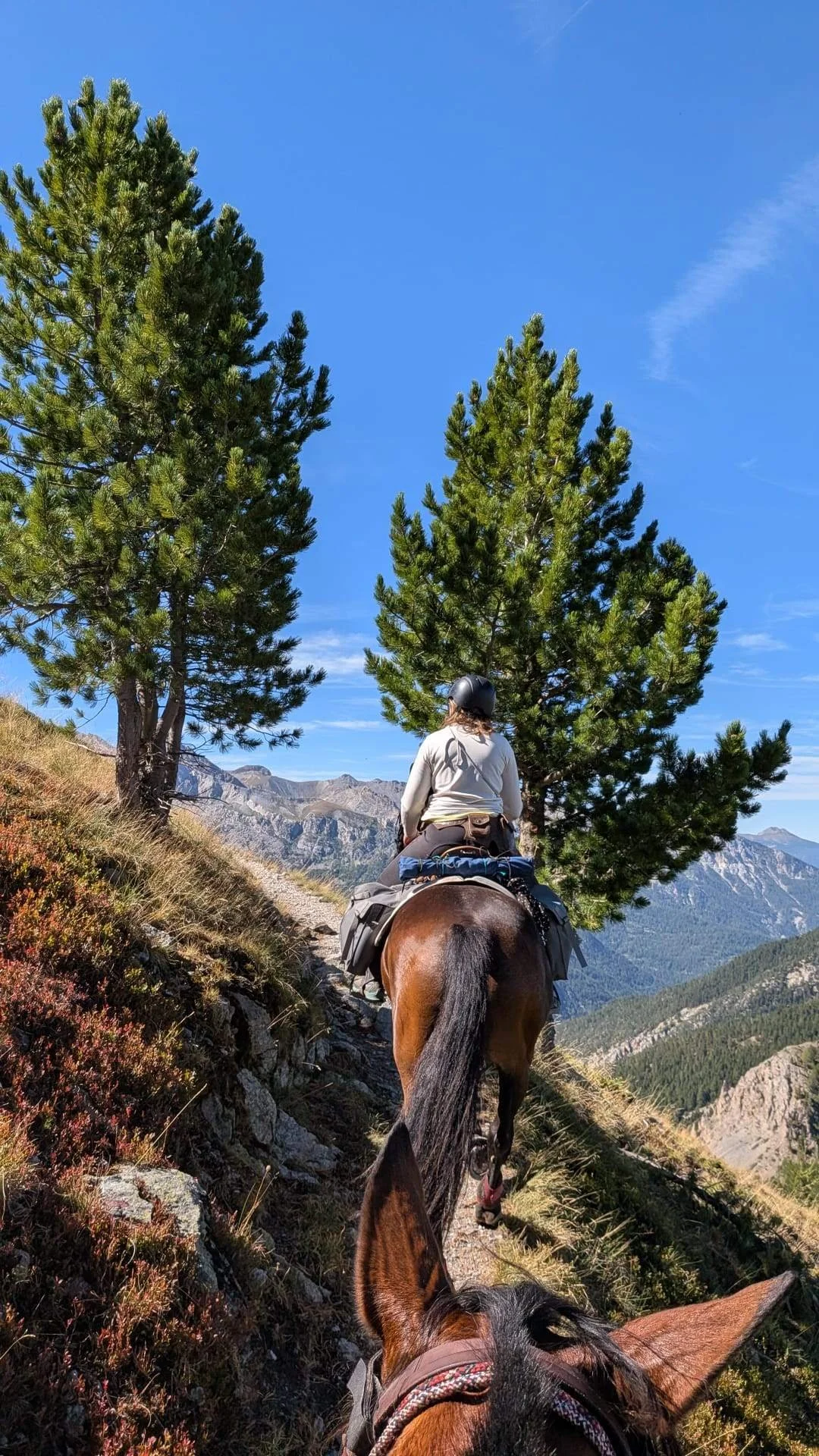 Une personne à cheval, vue de derrière, avançant sur un sentier de montagne entouré de sapins et avec des montagnes en arrière-plan, sous un ciel bleu clair.