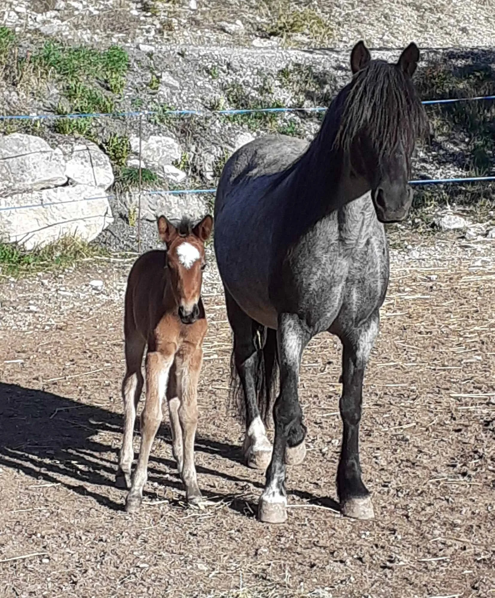 Un cheval gris connecté à un poulain brun avec une tache blanche sur le visage, dans un enclos avec un sol en terre et des rochers.