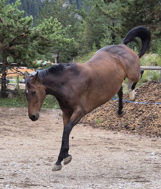 Cheval brun sautant dans une aire extérieure entourée d'arbres et de montagnes.