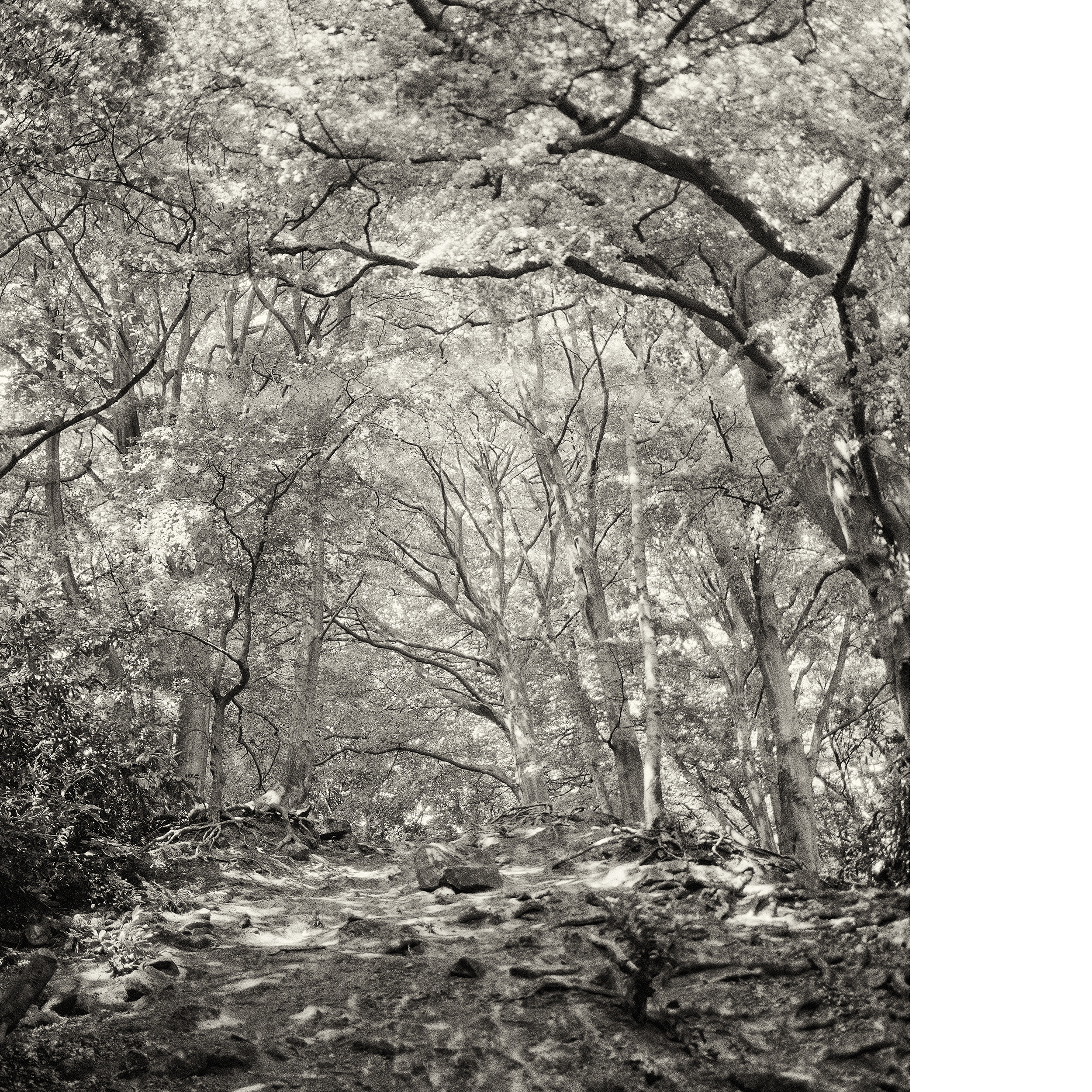 Dappled Woodland.png