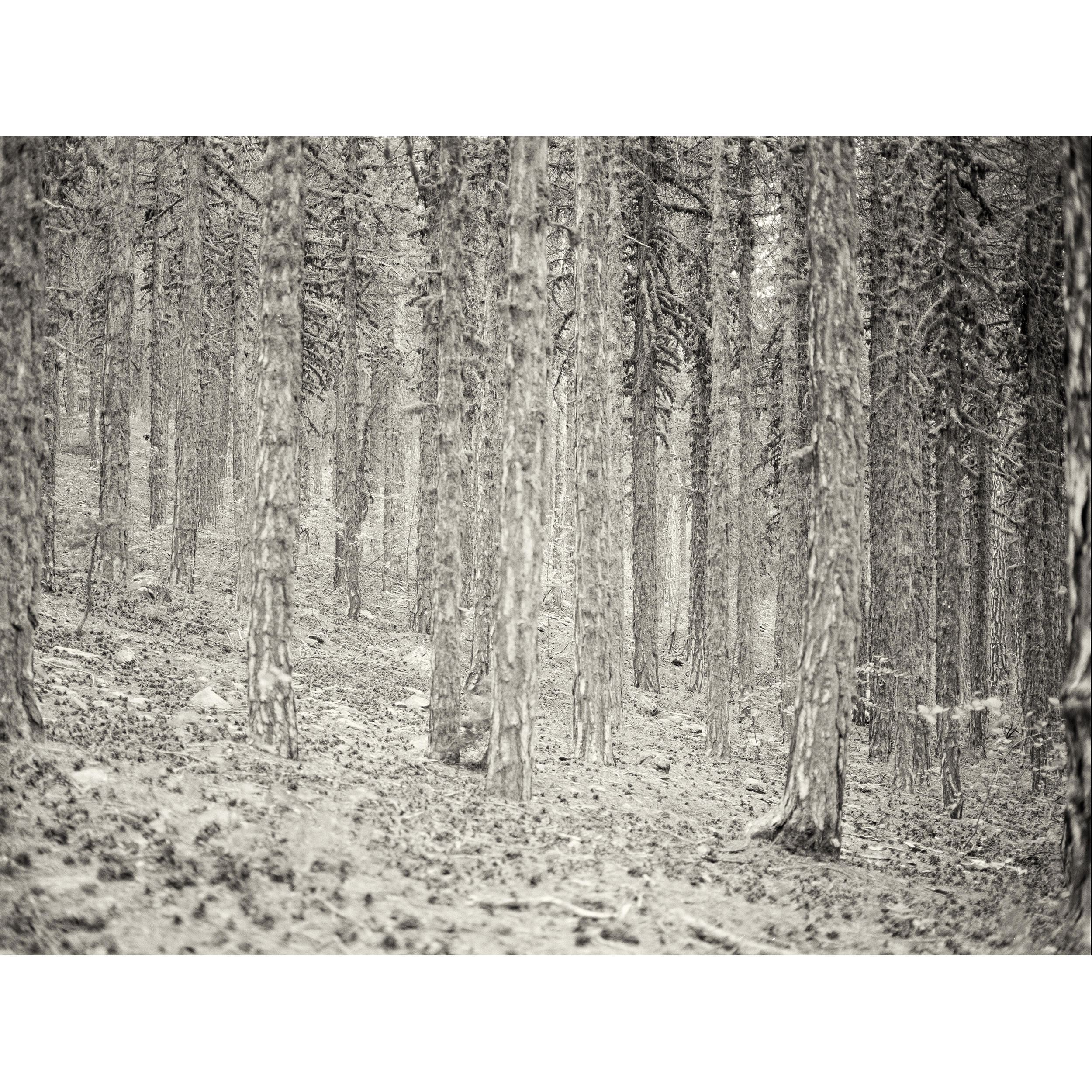 Black Pine Forest.png
