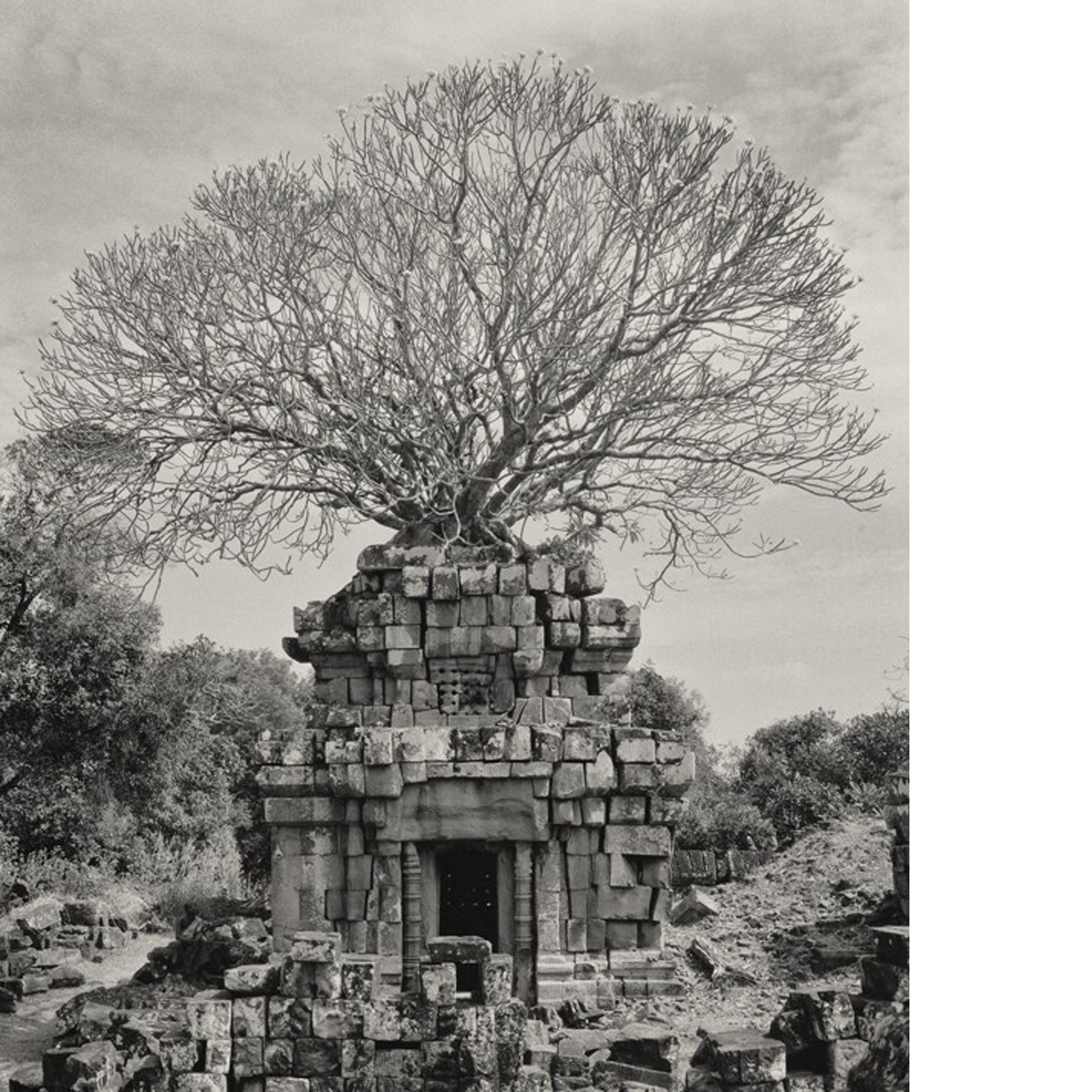 Tree of Phnom Bok.png